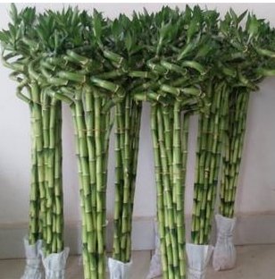 竹子生来节节高打一生肖