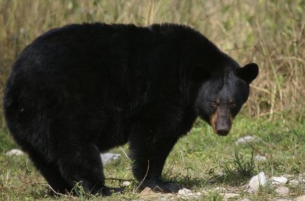 熊的天敌是什么呢?