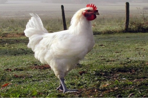 芬芳人间打正确生肖