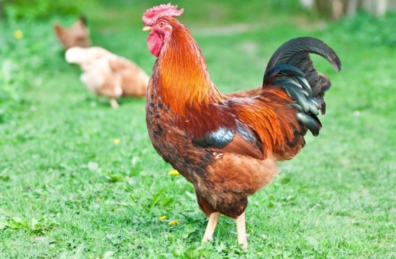 刻鹄不成猜一生肖