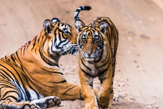 用钱如水指一生肖