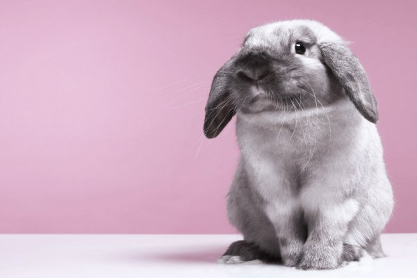 十大最漂亮的兔子品种