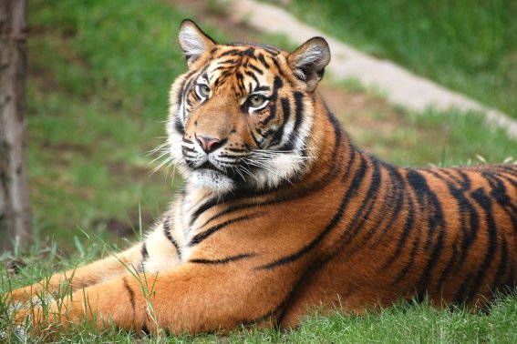 时断时续是什么动物生肖