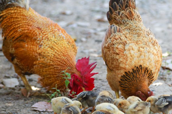 cock美国俚语中的意思