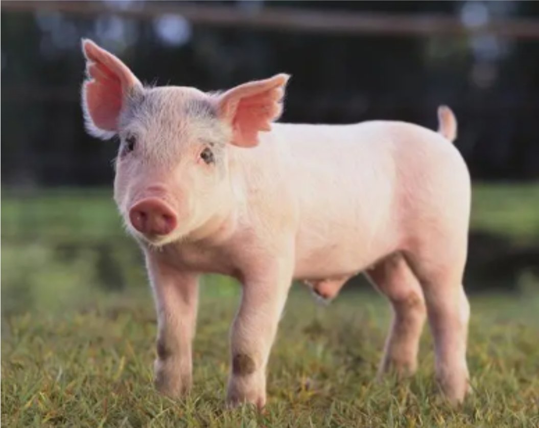 六畜是指什么意思