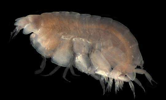 有海蚤这种生物吗