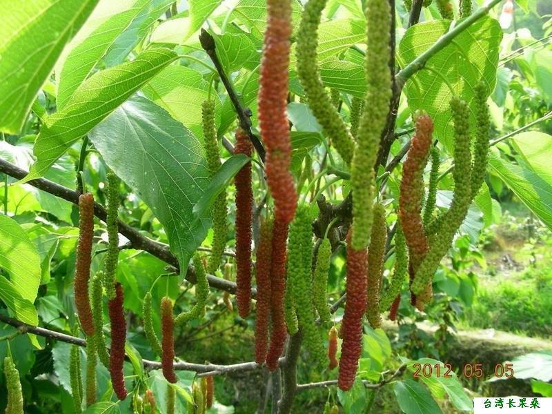 确山果桑是什么水果