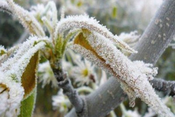 下周江苏可能会出现霜冻，霜冻的危害有哪些？