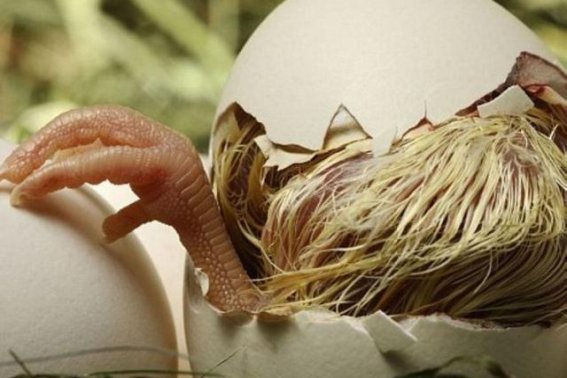 破壳而出指什么动物