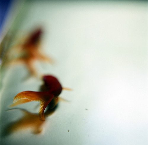 七日之痒的介绍