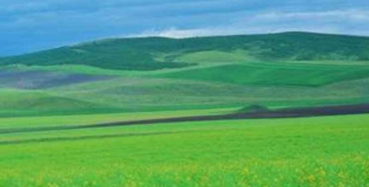 一群一群的花从无人知道的地方跑出来,在绿草上跳舞,狂欢,有的,有的,