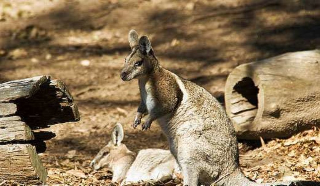 辔甲尾袋鼠的分类学