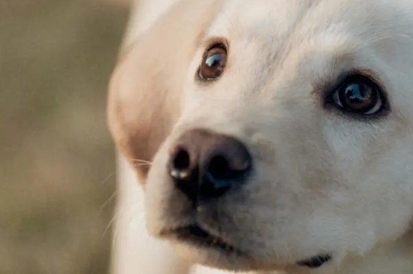 打落牙齿和血吞是什么生肖