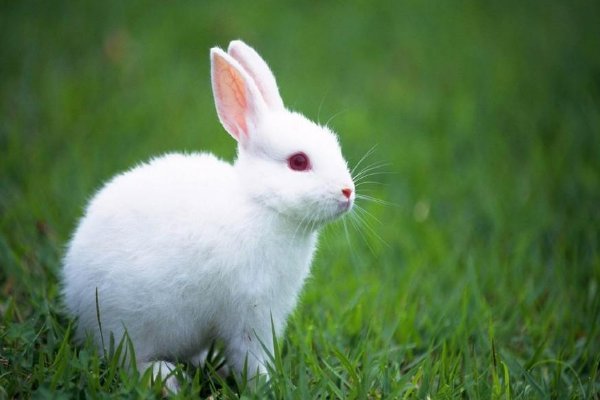 十大最漂亮的兔子品种