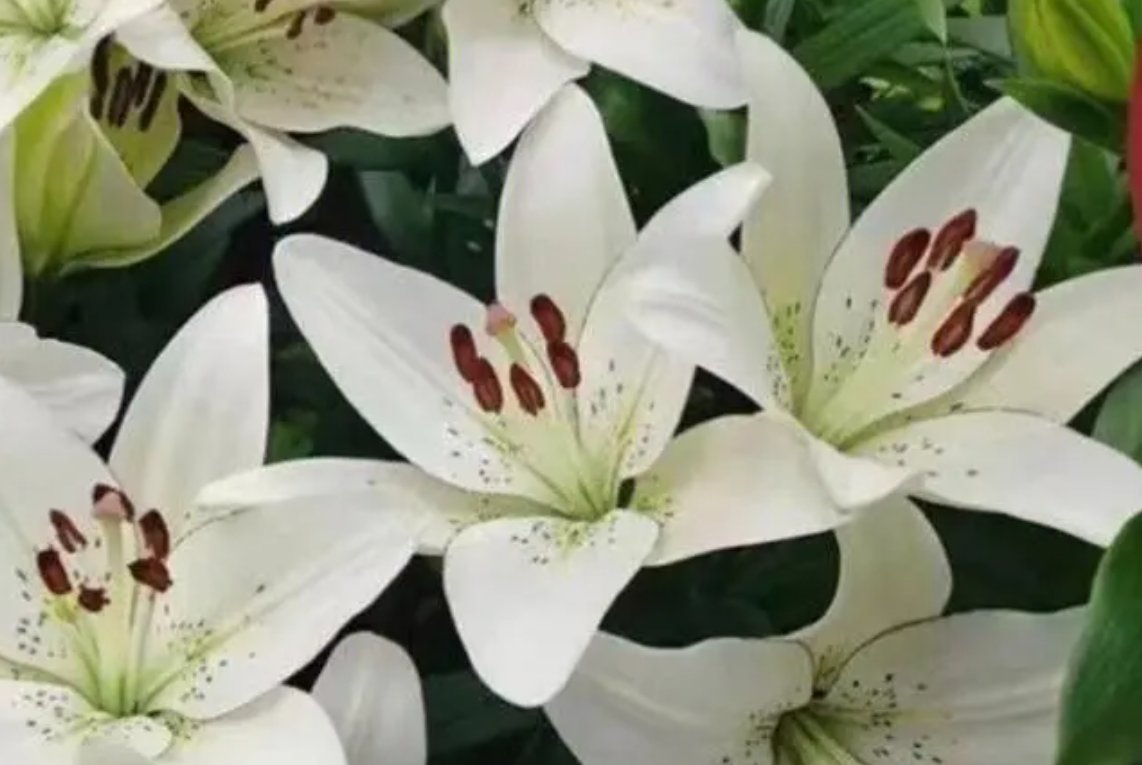 写得比较细的开车百合