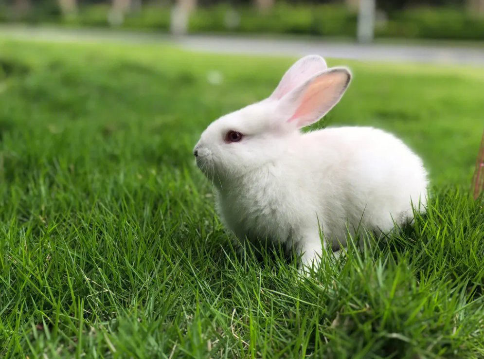 老师的兔子又大又好吃用英语怎么说?