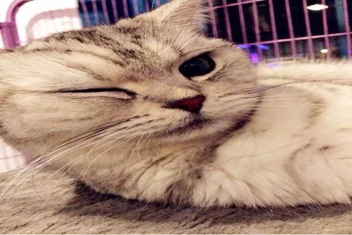 啾咪是什么意思?