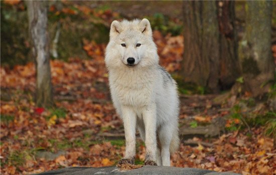 为什么狗狗交配之后会卡住拔不出来？