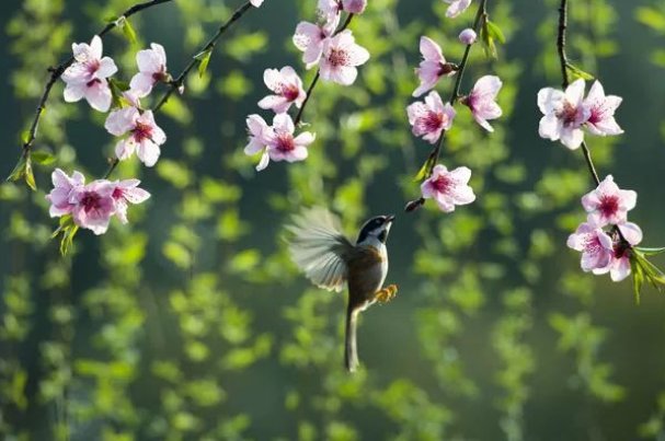 草长莺飞是什么生肖的动物