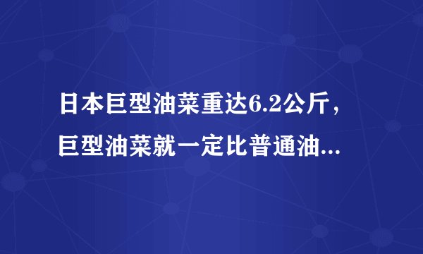 日本巨型油菜重达6.2公斤，巨型油菜就一定比普通油菜好吃又营养吗？