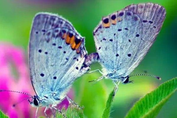 落英缤纷打一动物