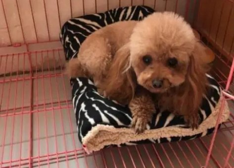 怎么教泰迪狗狗自己上厕所?在训练过程中需要注意什么?