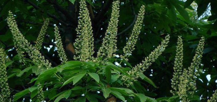 什么是飞天蜘蛛