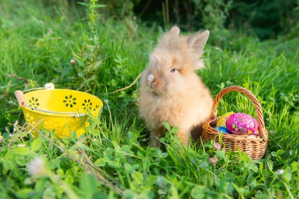 春风细雨什么动物