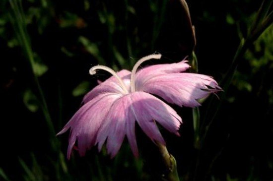 已经灭绝的花有哪些？