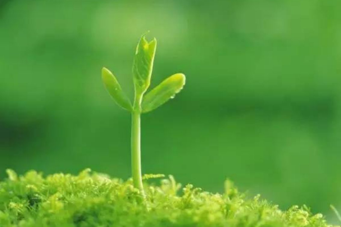 春风吹又生的拼音