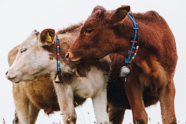 年老色衰打一个生肖