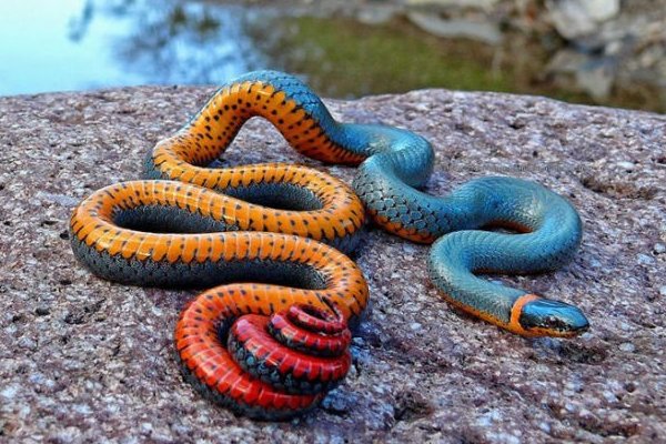 阴风阵阵的生肖是什么