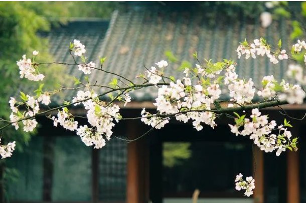 草长莺飞是什么生肖的动物