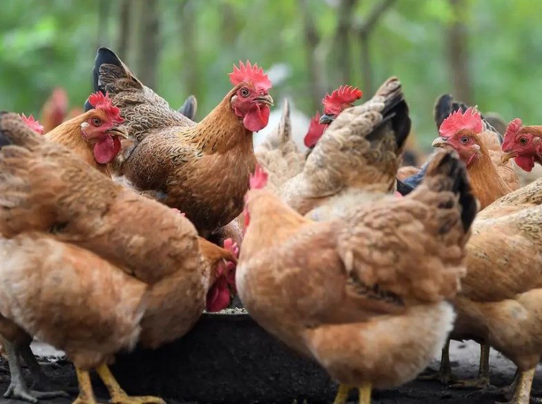 欲钱买青堂瓦舍打一生肖