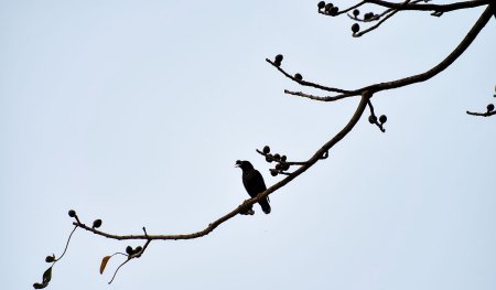 颤巍巍是什么意思?