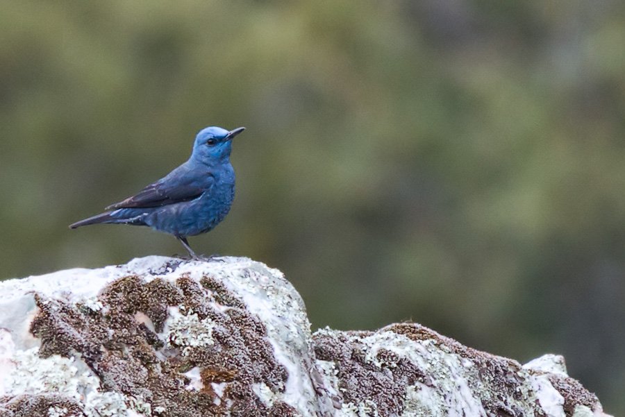 扬子鳃蛭的栖息环境