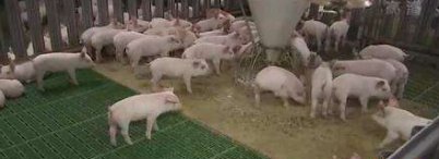 日本已扑杀生猪17万头，日本为何这么做？