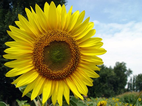 UP向日葵的《UP向日葵》的受众