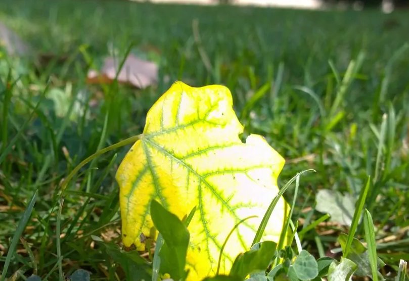 春来花自青,秋至叶飘零什么意思