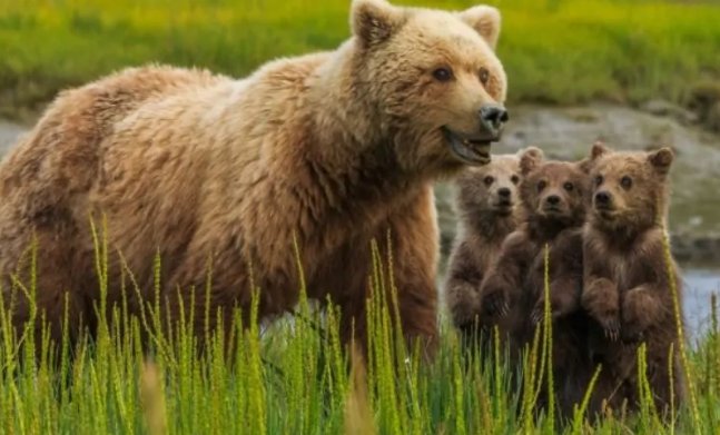 熊的天敌是什么呢?