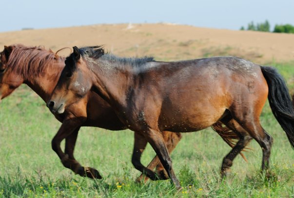 倚马千言准确打一生肖