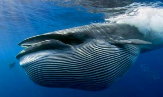 为何称鲸落是深海生命的绿洲？那什么是鲸落呢？