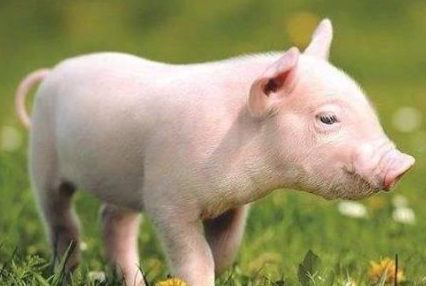 二道败子打一生肖