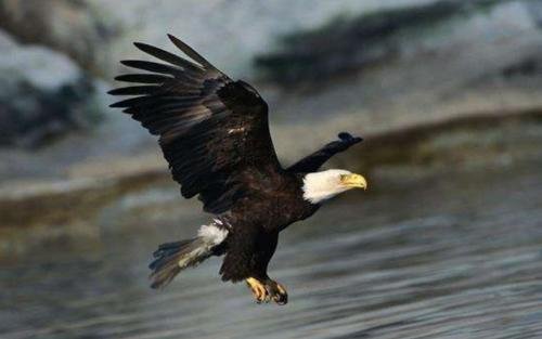 hawk和eagle的区别是什么？