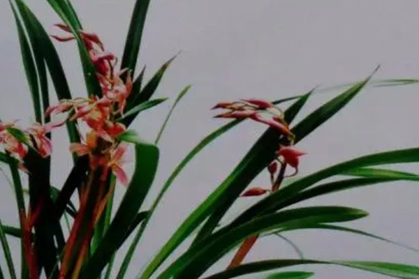 兰象征着什么品质