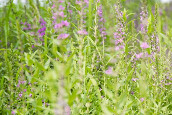 亚荣是什么意思?,