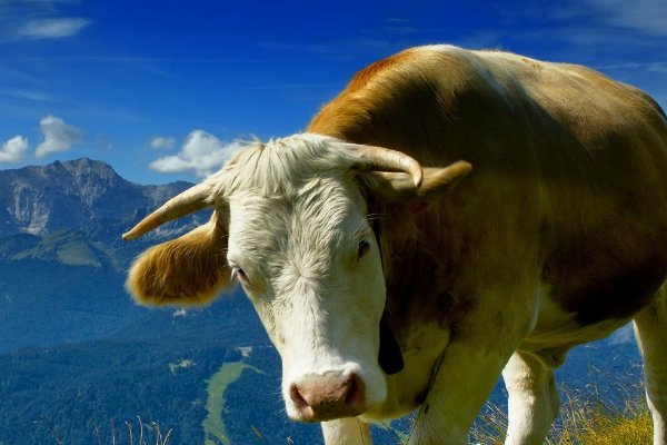 山软水温是什么生肖