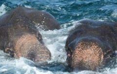 斯里兰卡海军将落水大象救活了吗？