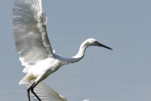 蓑毛在《白鹭》中的意思
