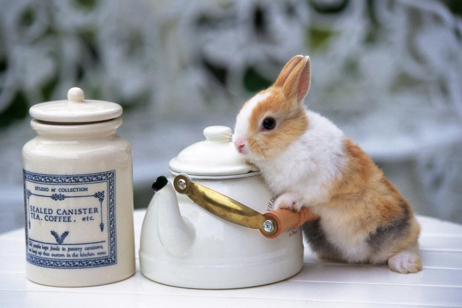 兔子拼音怎么写?